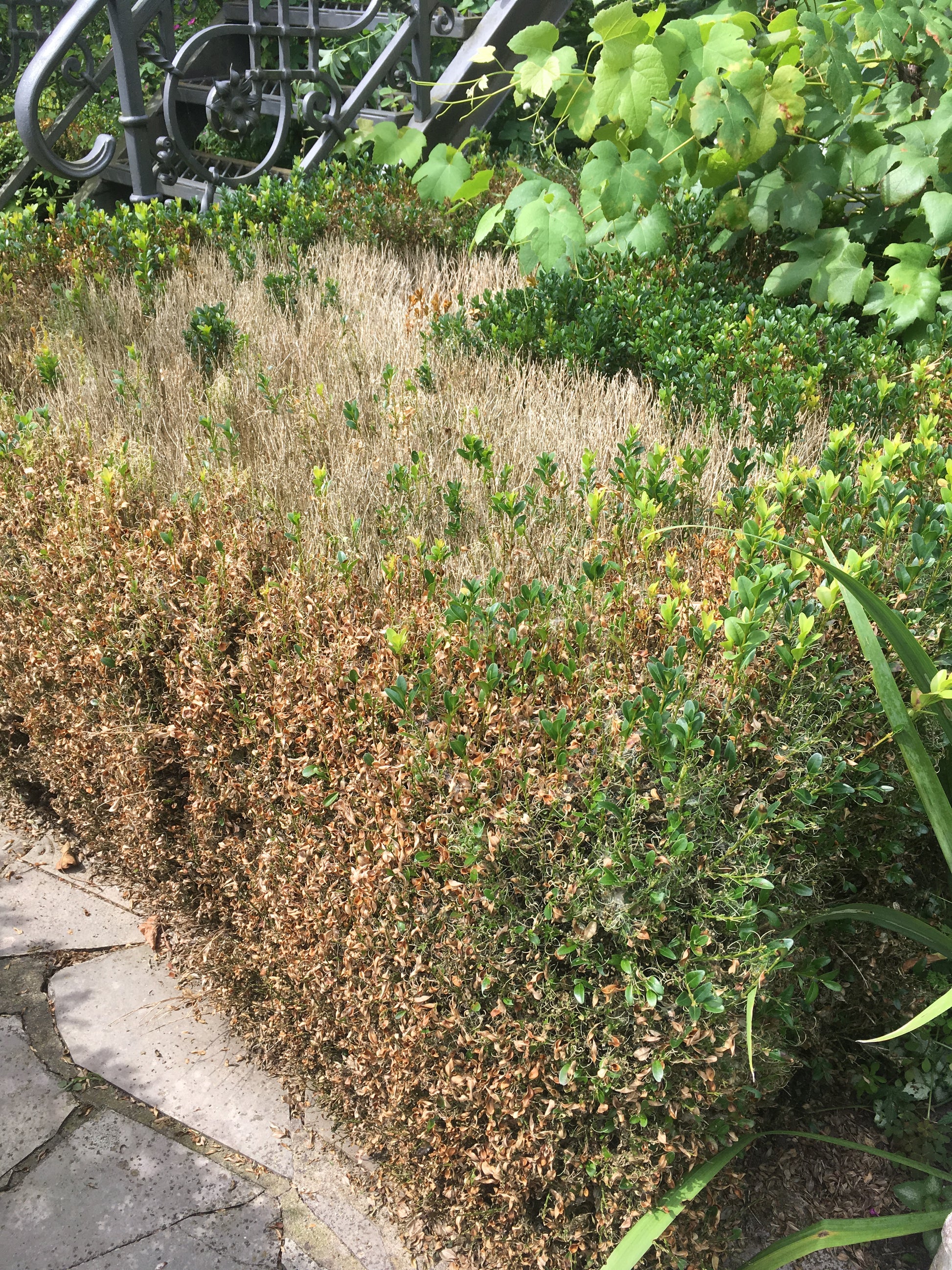 Eine Buchsbaumhecke mit braunen, vertrockneten Blättern - umgeben von einem Steinweg und Grünpflanzen - zeigt Krankheitsanzeichen und ist damit ein geeignetes Beispiel für die Veranstaltung "Mi. 01.04.2026 | 15.00-16.30 RUNDGANG Was zu tun ist im Garten im April" in der Königlichen Gartenakademie.