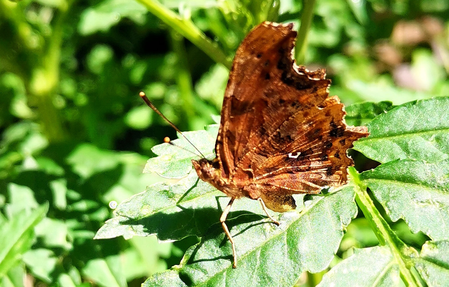 Ein brauner Schmetterling mit zerfledderten Flügeln auf einem grünen Blatt verkörpert Naturschutz im Garten. Erleben Sie solche heiteren Momente beim HALBTAGESKURS "Naturschutz im Garten" der Königlichen Gartenakademie am Mi. 06.05.2026, 10.00-13.00 Uhr.