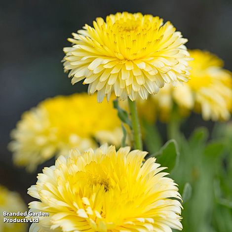 Nahaufnahme von Thompson & Morgan | Ringelblume 'Double Lemon' von Thompson und Morgan: leuchtend gelbe, gefüllte Blüten mit sattgrünen Blättern und dichten, runden Blütenblättern. Ideal für Gärten, die auffällige einjährige Pflanzen suchen.