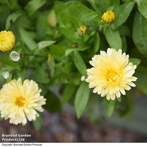 Thompson & Morgan | Ringelblume 'Double Lemon': Hellgelbe gefüllte Blüten und grünes Laub von Thompson und Morgan; zwei essbare Blüten sind offen, die anderen im Knospenstadium, Gartenstandort.