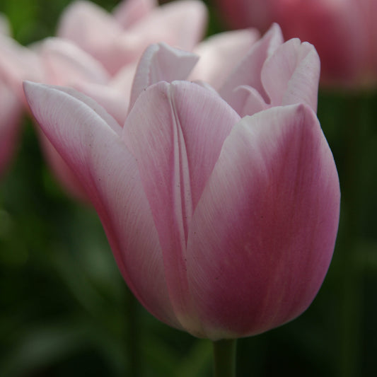 Eine Nahaufnahme einer blühenden Tulipa Gabriella Triumph-Tulpe von Weijers, die zarte hellrosa Blütenblätter mit elfenbeinfarbenen Akzenten und verschwommenem grünem Laub zeigt. Die elegante Tulpe ist 30–40 cm hoch und steht zwischen anderen Pflanzen im Hintergrund.