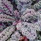 Nahaufnahme von Reinsaat | Grünkohl 'Rosco' (Brassica oleracea var. sabellica): gekräuselte Blätter mit satten Grün- und Violetttönen, leuchtend rosa Adern und einer dichten, dekorativen Textur - ein auffälliges Wintergemüse von Reinsaat.