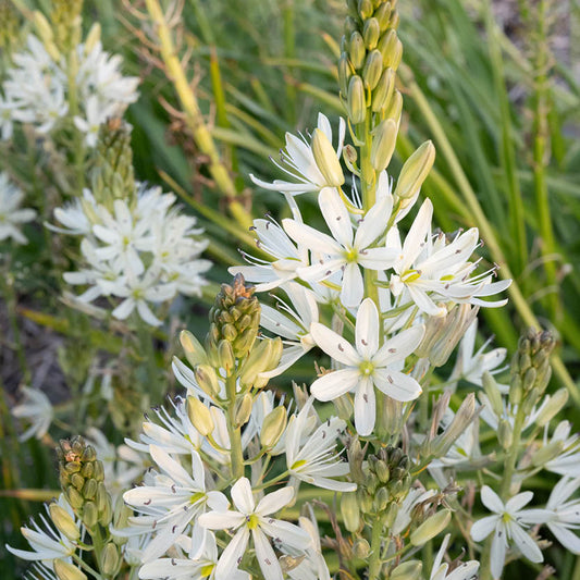 Nahaufnahme der cremeweißen, sternförmigen Blüten der Camassia leichtlinii 'Silk River' Prärielilie von Königliche Gartenakademie mit schlanken Blättern und grünen Knospen, umgeben von schmalem Laub - Blütezeit April-Mai.