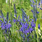 In einem sonnigen Beet blühen zwischen hohem grünem Gras Büschel leuchtend violetter Camassia leichtlinii 'Maybelle'® (Leichtlins Prärielilie) von Weijers, deren sternförmige Blütenblätter und einige weiße Blüten auf der rechten Seite zu sehen sind.