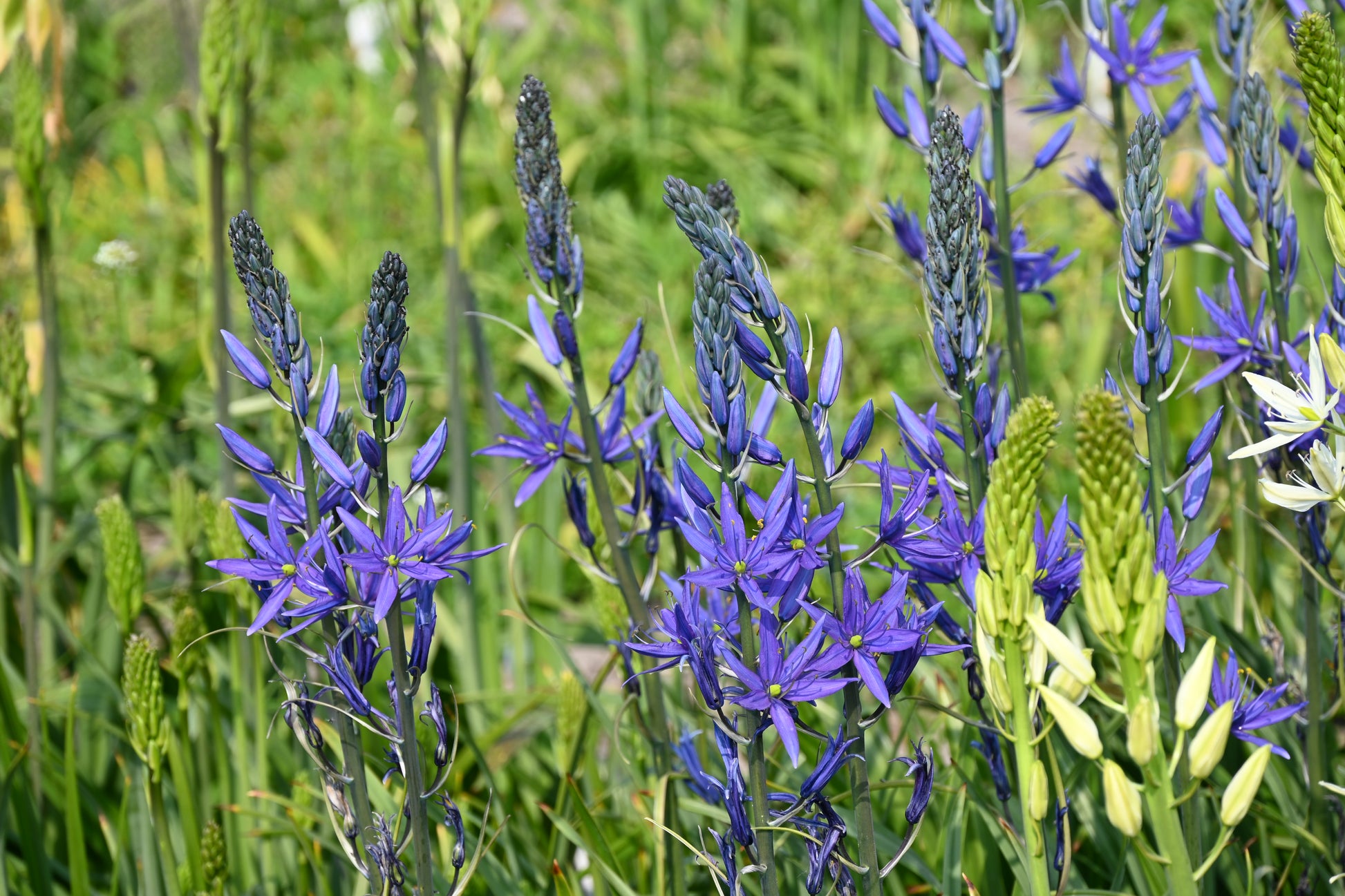 Die Camassia leichtlinii 'Maybelle'® von Weijers besticht durch ihre leuchtend violetten, sternförmigen Blütenbüschel an hohen grünen Stielen und bringt Farbe und Fröhlichkeit in ein Staudenbeet zwischen Gräsern und Laub in sonnigen Außenbereichen.