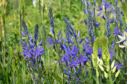 Die Camassia leichtlinii 'Maybelle'® von Weijers besticht durch ihre leuchtend violetten, sternförmigen Blütenbüschel an hohen grünen Stielen und bringt Farbe und Fröhlichkeit in ein Staudenbeet zwischen Gräsern und Laub in sonnigen Außenbereichen.