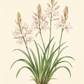 Botanische Illustration von Camassia leichtlinii ‚Pink Star‘ – Leichtlins Prärielilie von Verberghe, mit grünen, riemenartigen Blättern und hohen Blütenstielen, die von Büscheln zarter, blassrosa, sternförmiger Blüten vor cremefarbenem Hintergrund gekrönt werden – eine atemberaubende Wahl für jedes Staudenbeet und perfekt zum Einwachsen oder Verwildern im Garten.