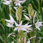 Camassia leichtlinii ‚Pink Star‘ (Leichtlins Prärielilie) von Verberghe besticht durch zartrosa Blüten mit spitzen Blütenblättern und hohen grünen Knospen inmitten schlanker Blätter – ideal für Staudenbeete, in denen sich Blüten und Knospen miteinander vermischen.