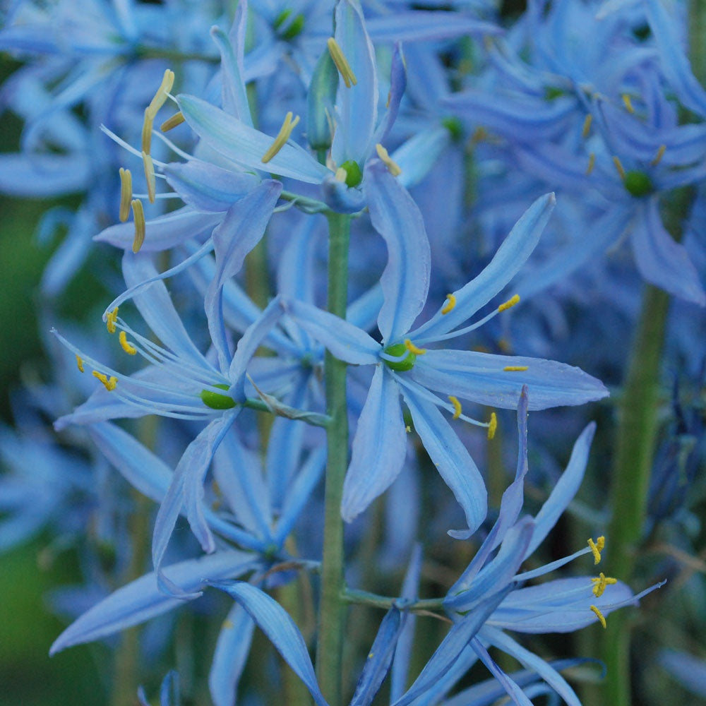 Nahaufnahme von Camassia leichtlinii ‚Blue Heaven‘ (Leichtlin-Prärielilie) von der Königlichen Gartenakademie: sternförmige blaue Blüten mit gelb gespitzten Staubblättern an grünen Stielen, ideal für Gruppenpflanzungen vor einem verschwommenen grünlich-blauen Hintergrund.