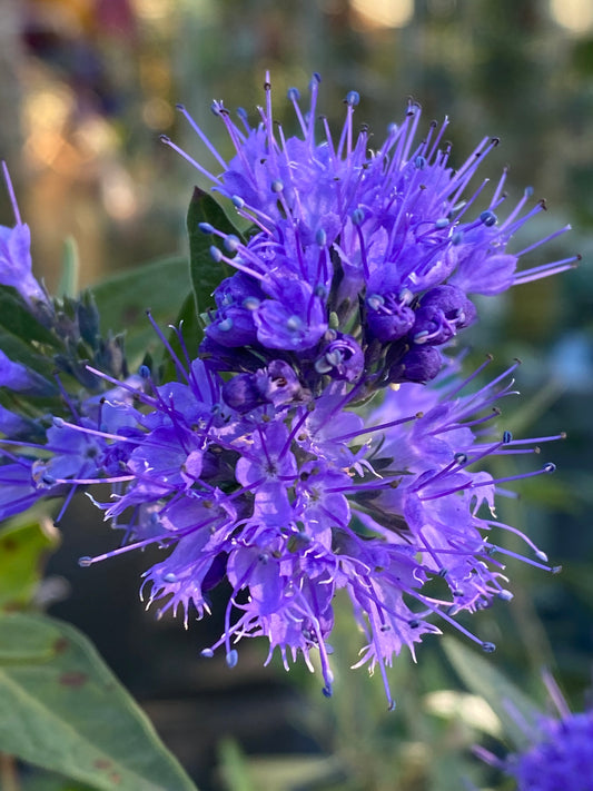 Eine leuchtend violette Blütentraube mit stacheligen Blütenblättern und grünen Blättern, eingefangen im Sonnenlicht während der "Mi. 09.09.2026 | 17.00 - 18.00 ABENDLICHTFÜHRUNG Herbstblüher entdecken - mehr als Astern und Gräser" der Königlichen Gartenakademie.