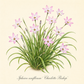 Botanische Illustration von Ipheion uniflorum ‚Charlotte Bishop‘ – Einblütiger Frühlingsstern von Verberghe, dargestellt mit einem Büschel langer grüner Blätter und zartrosa, sternförmigen Blüten mit gelben Zentren – eine herausragende Sorte, die wegen ihrer robusten Zwiebeln und ihrer Fähigkeit, an trockenen Standorten gut zu gedeihen, geschätzt wird.
