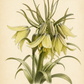Botanische Illustration von Fritillaria raddeana – Zwerg-Kaiserkrone von Weijers, einer frühblühenden Sorte mit grünlich-gelben, glockenförmigen Blüten an kräftigen Blütenstielen und langen, schlanken Blättern vor einem beigen Hintergrund. Blütezeit: April–Mai.