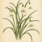 Botanische Illustration von vier herabhängenden Blüten der Sorte „Polar Bear“ (Elwes-Schneeglöckchen, Galanthus elwesii) von Weijers, die ihre eleganten weißen Blüten mit zarten grünen Markierungen und langen, schlanken grünen Blättern vor einem strukturierten, hellcremefarbenen Pergamenthintergrund zeigt.