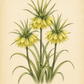 Botanische Illustration von drei frühblühenden, gelben Fritillaria ‚Early Passion‘ – Gelbe Kaiserkrone – von Weijers, dargestellt mit langen grünen Blättern auf beigem Hintergrund. Der Name ist in eleganter Schreibschrift unterhalb der Pflanzen zu sehen und erinnert an den klassischen Stil der Kaiserkrone.