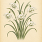 Botanische Illustration von Galanthus nivalis ‚Flore Pleno‘ – Gefülltes Schneeglöckchen – aus dem Werk von Weijers, die elegante Schneeglöckchenblüten mit gefüllten weißen Blütenblättern und grün gestreiften inneren Blütenblättern zeigt, umgeben von schlanken grünen Blättern vor einem beigen Hintergrund. Dieser duftende Frühblüher eignet sich perfekt für jeden Schattengarten im frühen Frühling. Der Text darunter lautet: Galanthus nivalis Flore Pleno.