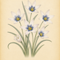 Eine botanische Illustration von Tulipa humilis var. pulchella ‚Alba Caerulea Oculata‘ – Wildtulpe von Weijers, die weiße Blüten mit blauen Mittelpunkten und gelben Akzenten sowie grüne Stiele und Blätter vor einem hellbeigen Hintergrund mit kursivem Text am unteren Rand zeigt. Inspiriert von im Iran heimischen Exemplaren.
