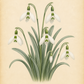 Botanische Illustration von Galanthus elwesii ‚Snow Fox‘ – Schneeglöckchen von Weijers, die Schneeglöckchenblüten mit schlanken grünen Blättern und einer weißen Blüte mit herabhängenden Blütenblättern vor einem beigen Hintergrund zeigt. Unterhalb des Bildes steht der Text „Galanthus elwesii ‚Snow Fox‘ – Schneeglöckchen“. Diese früh blühende Sorte von Weijers wird als wahrer Schattenschatz für Gärten im frühen Frühling geschätzt.