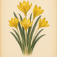 Botanische Illustration von Sternbergia lutea – Herbst-Goldbecher von Weijers, die mehrere goldgelbe Blüten mit langen, schlanken grünen Blättern vor einem neutralen Hintergrund zeigt; die krokusähnlichen Blüten sind insektenfreundlich und ähneln leuchtend gelben Krokussen.