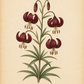Botanische Illustration der Verberghe-Lilie Lilium martagon ‚Claude Shride‘, einer Türkenbund-Hybride, die ihre dunkelroten, gesprenkelten und nach unten gerichteten Blüten sowie ihre schlanken grünen Blätter vor einem beigen Hintergrund zeigt. Diese insektenfreundliche Sorte gedeiht am besten in humusreichem Boden.