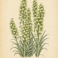 Botanische Illustration von Fritillaria persica ‚Alba‘ – Persische Kaiserkrone von Weijers, die hohe grüne Stiele, Büschel eleganter grünlich-weißer, glockenförmiger Blüten und lange, schlanke Blätter vor einem beigen Hintergrund zeigt. Ideal für einen sonnigen Standort; diese Pflanze begeistert mit ihrer Blütezeit im April.