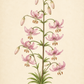 Botanische Illustration einer hochwachsenden Lilium martagon ‚Pink Morning‘ – Türkenbund-Hybride von Sam van Schooten, mit zahlreichen rosa, insektenfreundlichen Lilienblüten und Knospen, die sich entlang eines zentralen grünen Stiels mit üppigen grünen Grundblättern gruppieren. Die zartrosa Blüten gedeihen in humusreichem Boden. Dargestellt vor einem cremefarbenen Hintergrund mit einem handgeschriebenen Etikett.