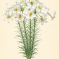 Eine botanische Illustration der Weijers Lilium regale ‚Album‘ – Weiße Königs-Lilie zeigt hohe grüne Stiele, schlanke Blätter und Büschel großer, weißer, trompetenförmiger Blüten mit gelben Staubblättern und einem intensiven Duft. Eine elegante Schrift am unteren Rand nennt den Namen der Pflanze, während eine zierliche Notiz neben den Wurzeln lautet: „Bevorzugt Kalk und Humus.“.