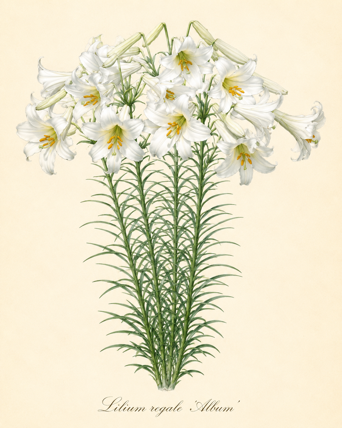 Eine botanische Illustration der Weijers Lilium regale ‚Album‘ – Weiße Königs-Lilie zeigt hohe grüne Stiele, schlanke Blätter und Büschel großer, weißer, trompetenförmiger Blüten mit gelben Staubblättern und einem intensiven Duft. Eine elegante Schrift am unteren Rand nennt den Namen der Pflanze, während eine zierliche Notiz neben den Wurzeln lautet: „Bevorzugt Kalk und Humus.“.