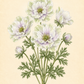 Botanische Illustration von blassweißen und violetten Anemonenblüten mit grünen Blättern, beschriftet mit „Anemone coronaria MISTRAL® ‚Pale‘ – Italienische Kronen-Anemone“ von Verberghe auf hellbeigem Hintergrund. Diese insektenfreundliche Garten-Schönheit wird wegen ihrer großen Blüten geschätzt, die zahlreiche Bestäuber anziehen.