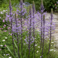 Scilla hyacinthoides ‚Blue Arrow‘ – Die Hyazinthen-Blaustern aus Verberghe zeichnet sich durch hohe, spitze Stiele mit auffälligen, pyramidenförmigen Blüten in leuchtenden Blau-Violett-Tönen und grünen Knospen aus. Diese eindrucksvollen, dunklen, aufrecht stehenden Stiele ragen über lange, schlanke grüne Blätter hinaus und bilden einen Kontrast zu den zarten weißen und rosa Blüten im Garten.