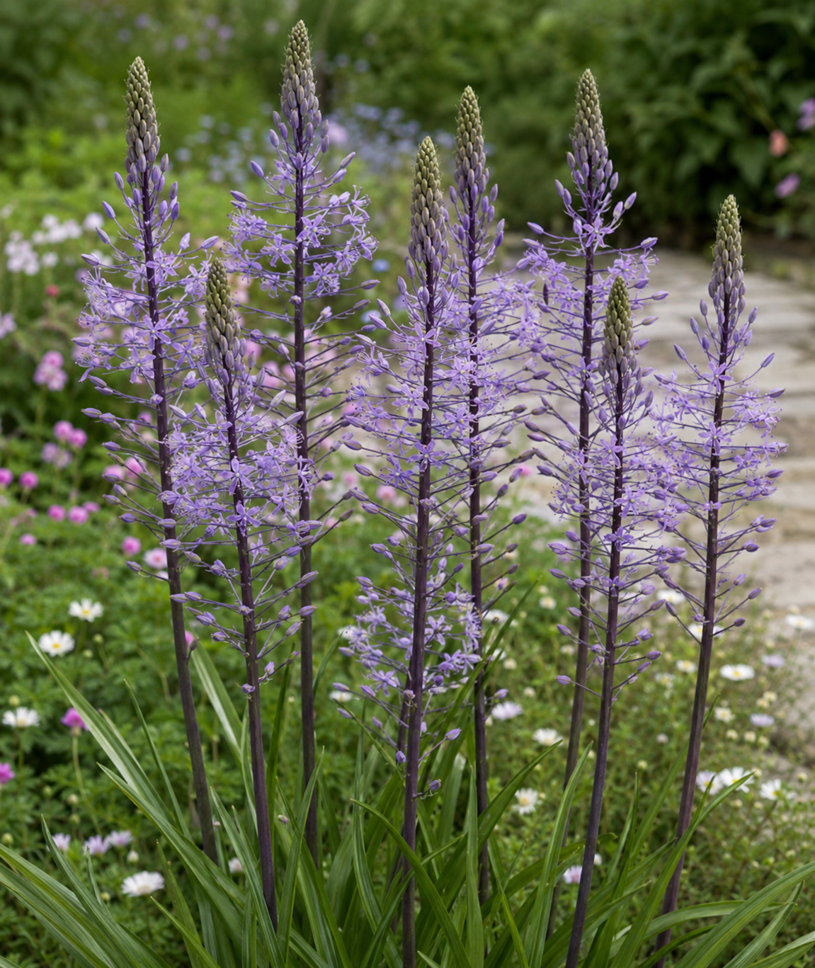 Scilla hyacinthoides ‚Blue Arrow‘ – Die Hyazinthen-Blaustern aus Verberghe zeichnet sich durch hohe, spitze Stiele mit auffälligen, pyramidenförmigen Blüten in leuchtenden Blau-Violett-Tönen und grünen Knospen aus. Diese eindrucksvollen, dunklen, aufrecht stehenden Stiele ragen über lange, schlanke grüne Blätter hinaus und bilden einen Kontrast zu den zarten weißen und rosa Blüten im Garten.