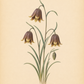 Eine botanische Illustration von Weijers zeigt drei Blüten der Fritillaria uva-vulpis (Fuchstrauben-Fritillarie), einem auffälligen Vertreter der Familie der Fritillarien. Das Kunstwerk zeigt ihre glockenförmigen, purpurbraunen Blütenblätter mit einer ungewöhnlichen Blütenfarbe und schlanken grünen Blättern vor einem beigen Hintergrund, wobei der Name der Pflanze darunter handschriftlich vermerkt ist.