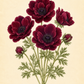 Botanische Illustration von tiefroten Blüten der Anemone coronaria MISTRAL® ‚Bordeaux‘ mit großen Blüten, detaillierten Blütenblättern, dunklen Blütenmitten und grünen, gefiederten Blättern vor einem beigen Hintergrund. Die Bildunterschrift lautet: „Anemone coronaria MISTRAL® ‚Bordeaux‘ – Italienische Kronen-Anemone (Sam van Schooten).“.