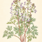 Botanische Illustration von Corydalis solida ‚Merlin‘ (Gefingerter Lerchensporn) von Weijers, mit fein detaillierten grünen Blättern und anmutigen weißen und violetten Blüten, wobei der handgeschriebene Pflanzenname unten auf hellem Hintergrund elegant eingetragen ist. Dieser frühblühende Bodendecker gedeiht im Halbschatten und lockt mit seiner bezaubernden Frühlingspracht frühe Insekten an.
