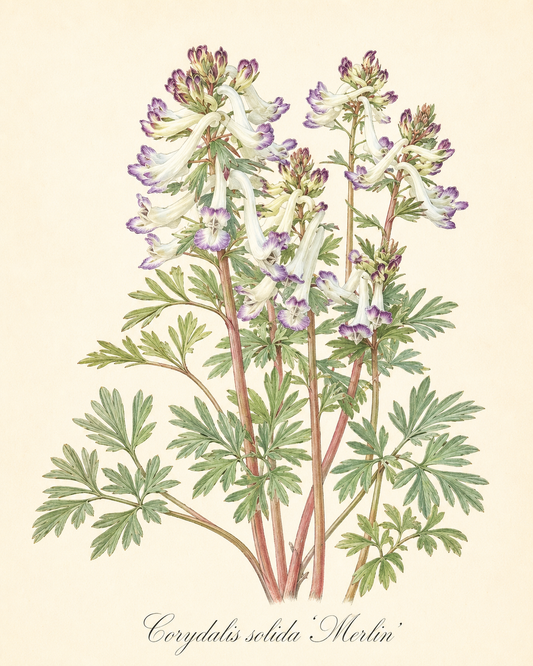 Botanische Illustration von Corydalis solida ‚Merlin‘ (Gefingerter Lerchensporn) von Weijers, mit fein detaillierten grünen Blättern und anmutigen weißen und violetten Blüten, wobei der handgeschriebene Pflanzenname unten auf hellem Hintergrund elegant eingetragen ist. Dieser frühblühende Bodendecker gedeiht im Halbschatten und lockt mit seiner bezaubernden Frühlingspracht frühe Insekten an.