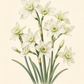 Botanische Illustration der Narzisse „Polar Hunter“ von Weijers, die Büschel grün-weißer, duftender Blüten mit hellgrünen Blütenmitten, langen grünen Stielen und schmalen Blättern vor einem beigen Hintergrund zeigt.