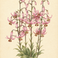 Botanische Illustration von Lilium martagon ‚Candy Morning‘ – einer Türkenbund-Hybride von Verberghe – mit hohen grünen Stielen, lanzettförmigen Blättern und Büscheln insektenfreundlicher, nach unten gerichteter Blüten in einem eleganten Rosa. Die anmutig geschwungenen Blütenblätter sind zart gefleckt und werden durch markante braune Staubblätter akzentuiert.