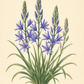 Botanische Illustration von Camassia leichtlinii ‚Maybelle‘® – Leichtlins Prärielilie (Weijers) mit hohen grünen Stielen, Büscheln sternförmiger blauer Blüten, spitzen grünen Blättern und mehreren noch ungeöffneten Knospen vor einem hellen Hintergrund – eine ideale Wahl für Staudenbeete oder naturnahe Wiesenbepflanzungen.