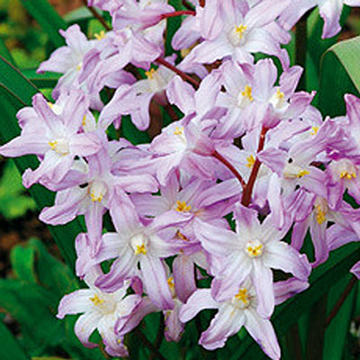 Die Weijers-Schneeglanz-Sorte ‚Pink Giant‘ besticht durch sternförmige, hellrosa Blüten mit gelben Zentren, die sich zwischen grünen Blättern abheben und im Garten von März bis April blühen.