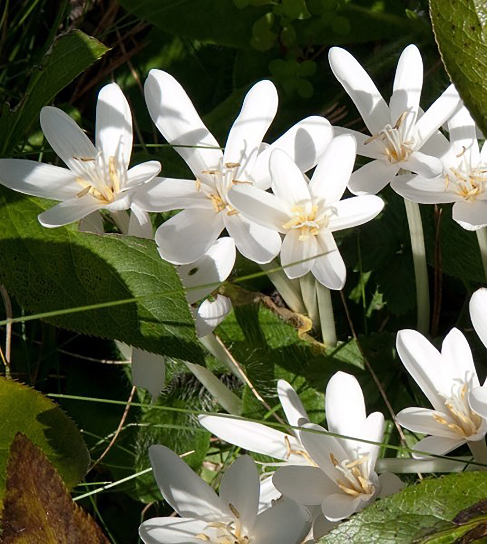 Mehrere weiße Blüten der Sorte „Album“ von Colchicum autumnale von Weijers mit schmalen Blütenblättern und gelben Blütenmitten blühen im Sonnenlicht zwischen grünen Blättern und Gras.