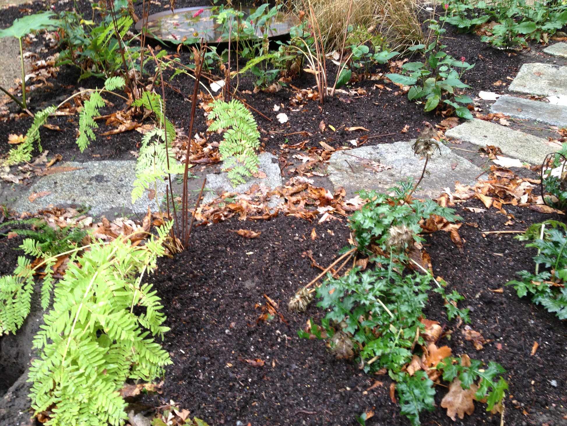 Ein Gartenbeet mit reichhaltig mit Kompost angereicherter Erde aus dem "WORKSHOP Kompost" der Königlichen Gartenakademie: Das wahre Gold des Gärtners", grünen Farnen, kleinen Pflanzen, trockenem Laub und Steinstufen.