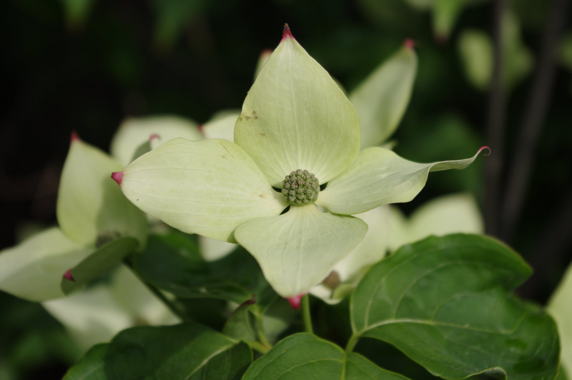 Eine Nahaufnahme einer cremeweißen Hartriegelblüte mit vier spitzen Blütenblättern und grünen Blättern, ideal, um den Duft im sommerlichen Garten aus der Veranstaltung der Königlichen Gartenakademie am Mi. 24.06.2026 | 17.00-18.00 ABENDLICHTFÜHRUNG Veranstaltung.