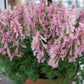 Die Corydalis solida ‚Beth Evans‘ (Gefingerter Lerchensporn) von Weijers wird als Topfpflanze mit üppigem grünem Laub und zartrosa, früh blühenden, röhrenförmigen Blüten gezeigt, die im Innenbereich im Halbschatten vor einem unscharfen Hintergrund präsentiert wird.