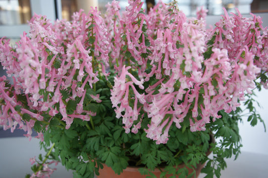 Eine von Weijers gezüchtete Corydalis solida ‚Beth Evans‘ im Topf gedeiht im Halbschatten; ihre üppig grünen Blätter und die Büschel rosa, röhrenförmiger Blüten bilden einen frühblühenden Teppich auf jeder hellen Oberfläche im Innenbereich.