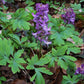 Corydalis cava – Hohler Lerchensporn von Weijers: Einheimische Mohngewächsart mit violetten Blüten und gelappten Blättern, die im Laub als früher Bodendecker wächst und eine ideale Futterpflanze für Bienen ist.