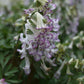 Eine Nahaufnahme von Corydalis solida ‚Merlin‘ – Gefingerter Lerchensporn von Weijers – zeigt zarte, röhrenförmige weiße Blüten mit hellvioletten Rändern, die im Halbschatten gedeihen und einen frühblühenden Teppich bilden, der inmitten üppig grünen Laubs frühe Insekten anlockt.