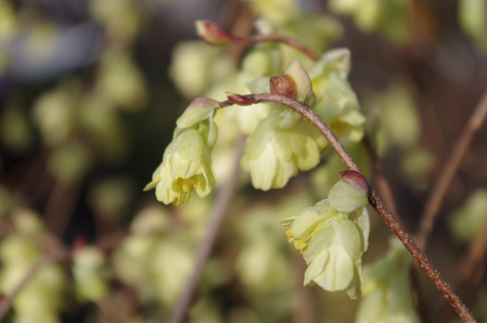Nahaufnahme von zarten, blassgelben, glockenförmigen Blüten an schlanken Zweigen - eine ideale Inspiration für den Do. 24.09.2026 | 14.00-17.00 HALBTAGESKURS Kleine Gehölze mit großer Wirkung by Königliche Gartenakademie.