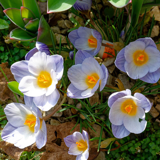 Eine Gruppe von Weijers Crocus chrys. 'Blue Marlin' (Kleiner Krokus) blüht im März mit blassviolett-weißen Blütenblättern und leuchtend gelben Blütenmitten inmitten von grünen Blättern und Steinen und fängt so den Geist des Frühlings im Sonnenlicht ein.