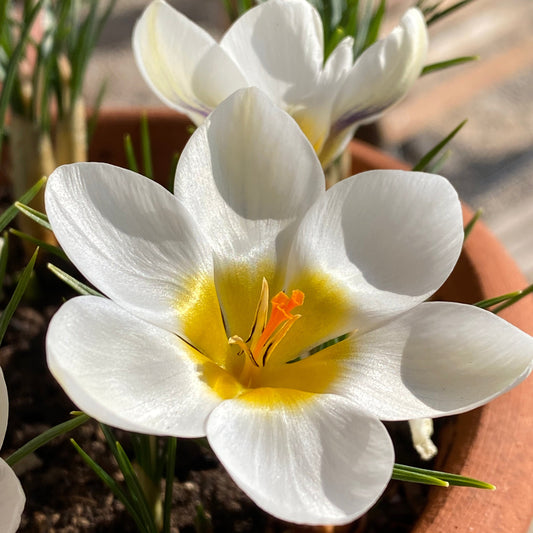 Nahaufnahme von Crocus chrysanthus ‚Ard Schenk‘ (Kleiner Krokus) von Weijers mit zarten weißen Blütenblättern und einer gelben Mitte in einem Terrakottatopf. Das Sonnenlicht lässt die Blüte strahlen; die grünen Blätter im Hintergrund erscheinen sanft verschwommen.