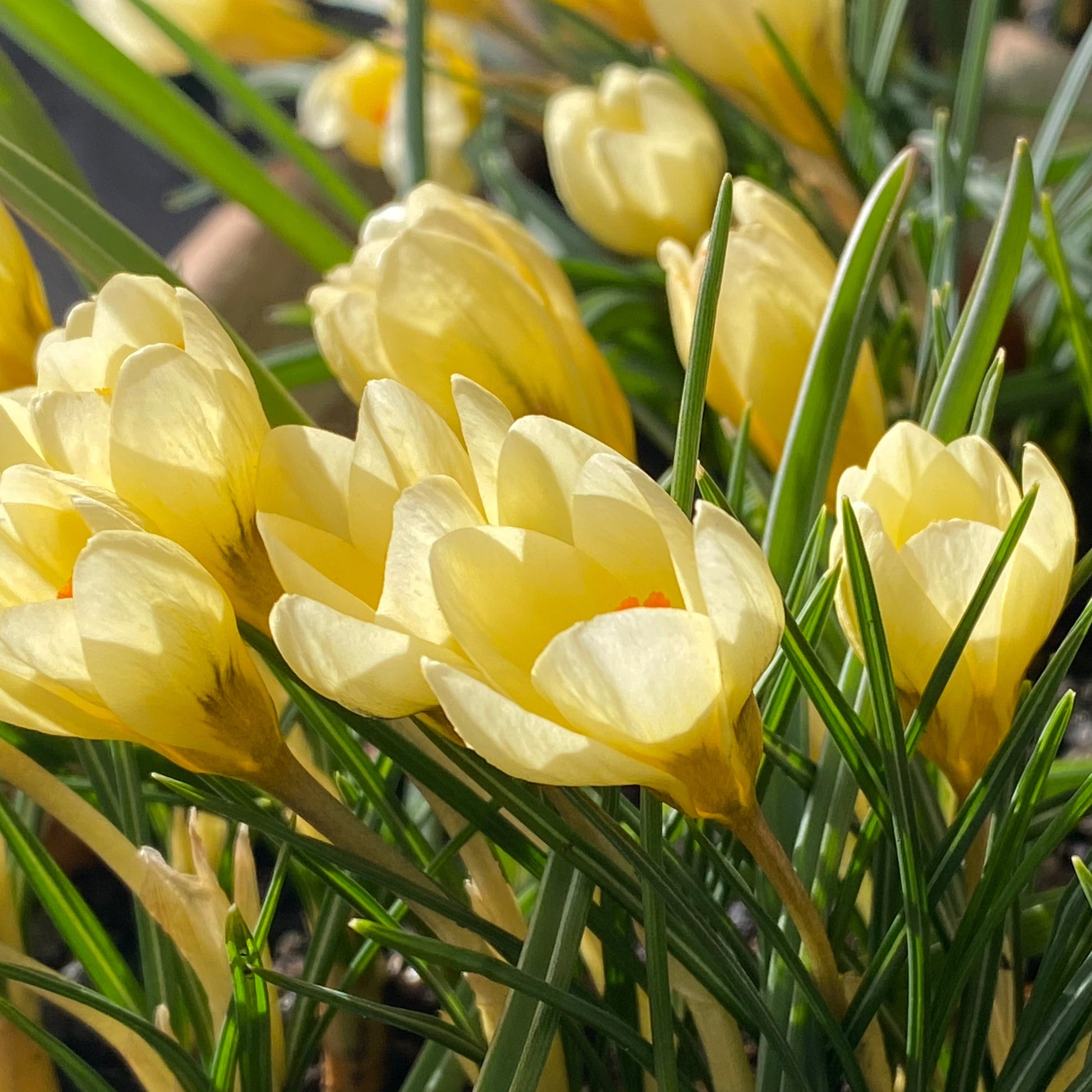 Nahaufnahme von Crocus chrysanthus ‚Cream Beauty‘ (Kleiner Krokus) von Weijers: cremegelbe Blüten mit orangefarbenen Spitzen blühen inmitten schlanker grüner Blätter im strahlenden Sonnenlicht. Frühlingsblume, Blütezeit Februar–März.