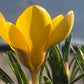 Eine Nahaufnahme von Crocus chrysanthus ‚Romance‘ (Kleiner Krokus) von Weijers in zitronengelber Blüte; die grasartigen Blätter und der unscharfe Hintergrund zeigen diesen frühen Frühlingsboten während seiner Blütezeit von Februar bis März.